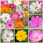 Crazy Cosmos Wildflower Seed Mix - 7,000+ Seeds