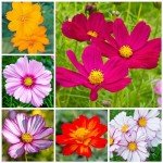 Crazy Cosmos Wildflower Seed Mix - 7,000+ Seeds