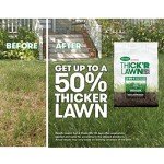 Scotts Turf Builder Lawn Grass Seed & Fertilizer
