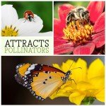 Crazy Cosmos Wildflower Seed Mix - 7,000+ Seeds