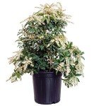 Mountain Fire Pieris Japonica - Evergreen #2 Container
