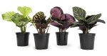 Calathea Prayer Plant Indoor Kit (4 Pack)