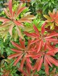 Mountain Fire Pieris Japonica - Evergreen #2 Container