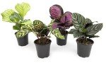 Calathea Prayer Plant Indoor Kit (4 Pack)