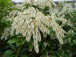 Mountain Fire Pieris Japonica - Evergreen #2 Container