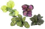 Calathea Prayer Plant Indoor Kit (4 Pack)