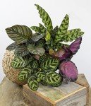 Calathea Prayer Plant Indoor Kit (4 Pack)