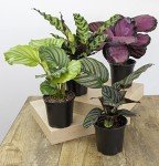 Calathea Prayer Plant Indoor Kit (4 Pack)