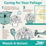 Calathea Prayer Plant Indoor Kit (4 Pack)