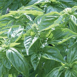 Burpee Genovese Basil Seeds - 400 Count