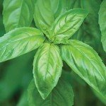 Burpee Genovese Basil Seeds - 400 Count
