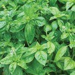 Burpee Genovese Basil Seeds - 400 Count
