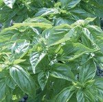 Burpee Genovese Basil Seeds - 400 Count