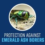 BioAdvanced 12-Month Tree and Shrub Insect Killer