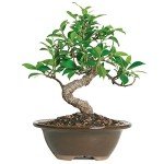 Golden Gate Ficus Indoor Bonsai Tree in Pot