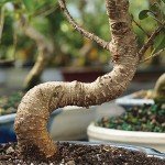 Golden Gate Ficus Indoor Bonsai Tree in Pot