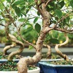 Golden Gate Ficus Indoor Bonsai Tree in Pot