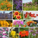 Wildflower Seeds Bulk - 100,000 Non-GMO Mix