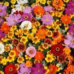 Wildflower Seeds Bulk - 100,000 Non-GMO Mix
