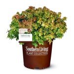 Kaleidoscope Abelia Shrub - 2 Gallon Pot