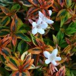 Kaleidoscope Abelia Shrub - 2 Gallon Pot
