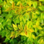 Kaleidoscope Abelia Shrub - 2 Gallon Pot