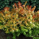 Kaleidoscope Abelia Shrub - 2 Gallon Pot