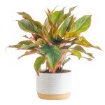 Red Chinese Evergreen Plant - Easy Care Houseplant