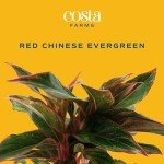 Red Chinese Evergreen Plant - Easy Care Houseplant