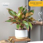 Red Chinese Evergreen Plant - Easy Care Houseplant