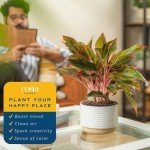 Red Chinese Evergreen Plant - Easy Care Houseplant