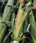 Ambrosia Sweet Corn Seeds by Burpee - 200 Count