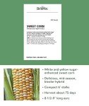 Ambrosia Sweet Corn Seeds by Burpee - 200 Count