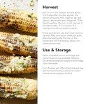 Ambrosia Sweet Corn Seeds by Burpee - 200 Count
