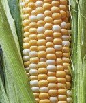 Ambrosia Sweet Corn Seeds by Burpee - 200 Count