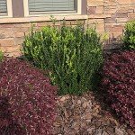 Wintergreen Boxwood Shrub - 2.25 & 3 Gallon