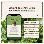 Organic Thyme Herb Seeds for Indoors or Outdoors