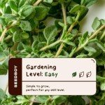 Organic Thyme Herb Seeds for Indoors or Outdoors