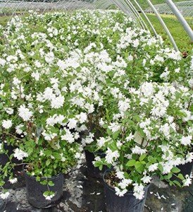 Buckley's Quill Mock Orange Shrub with White Flowers