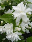 Buckley's Quill Mock Orange Shrub with White Flowers
