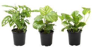 Indoor Essential Houseplant Trio in Pots