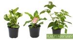 Indoor Essential Houseplant Trio in Pots