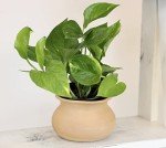 Indoor Essential Houseplant Trio in Pots