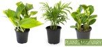Indoor Essential Houseplant Trio in Pots