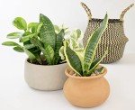 Indoor Essential Houseplant Trio in Pots
