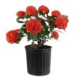 Orange Ixora Blooming Outdoor Plant by Costa Farms