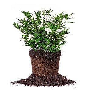 Frostproof Gardenia Live Plant in 1 Gallon Pot