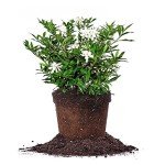 Frostproof Gardenia Live Plant in 1 Gallon Pot