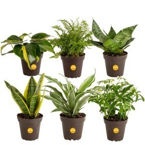 6-Pack Easy Care Indoor House Plants Set