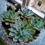Cute Bird Flower Planter for Succulents